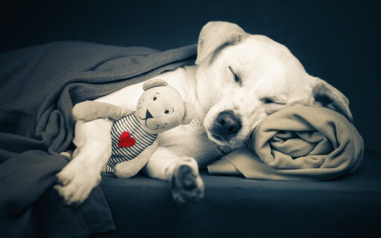 мордочка, alessandro manco, медведь, сон, собака, мишка, игрушка, сердце, одеяло, плед, plaid, muzzle, bear, sleep, dog, toy, heart, blanket