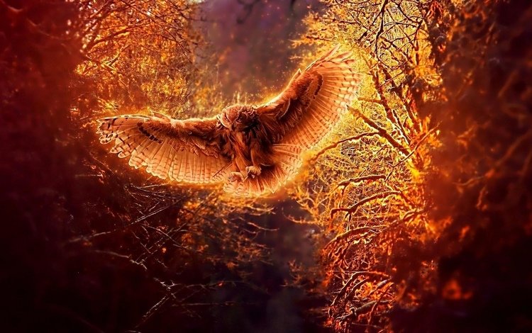 свет, деревья, сова, креатив, огненная, light, trees, owl, creative, fire