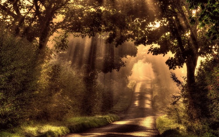 свет, дорога, деревья, солнце, лес, лучи, утро, туман, light, road, trees, the sun, forest, rays, morning, fog