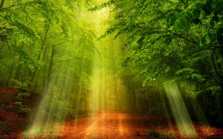 свет, дорога, деревья, природа, лес, солнечные лучи, light, road, trees, nature, forest, the sun's rays