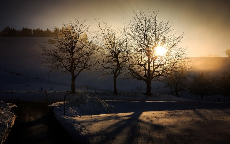 свет, деревья, зима, утро, light, trees, winter, morning