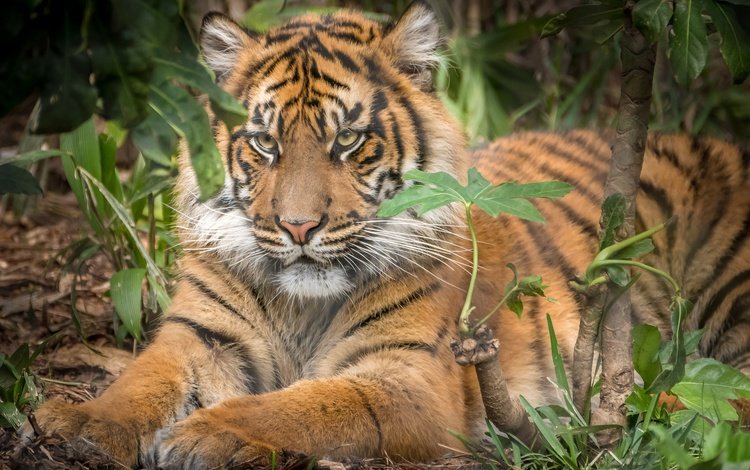 тигр, хищник, животное, зверь, tiger, predator, animal, beast
