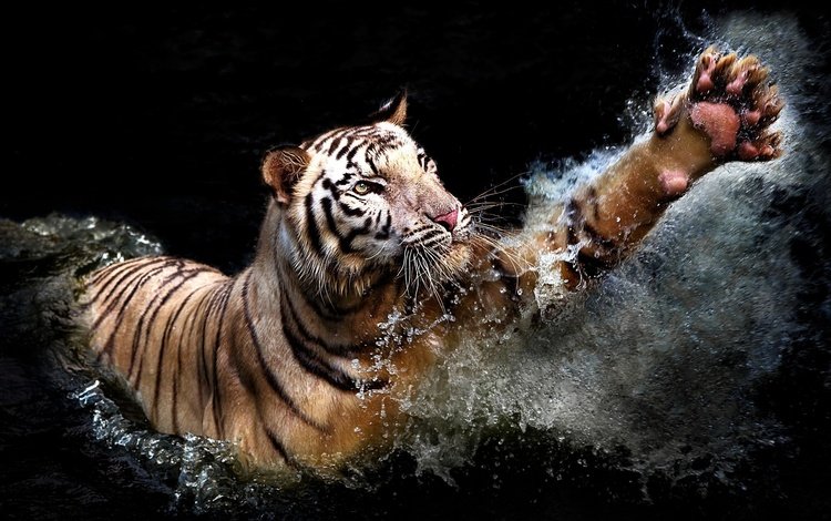 тигр, вода, брызги, хищник, черный фон, животное, лапа, tiger, water, squirt, predator, black background, animal, paw