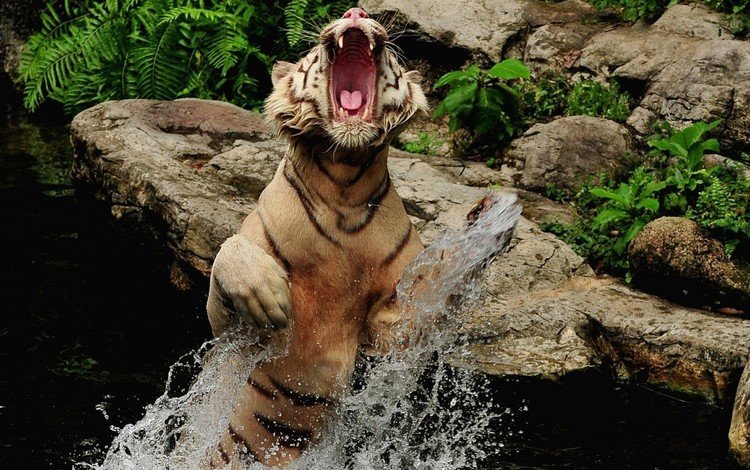 тигр, вода, камни, брызги, прыжок, оскал, пасть, tiger, water, stones, squirt, jump, grin, mouth