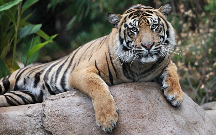 тигр, животные, хищник, tiger, animals, predator