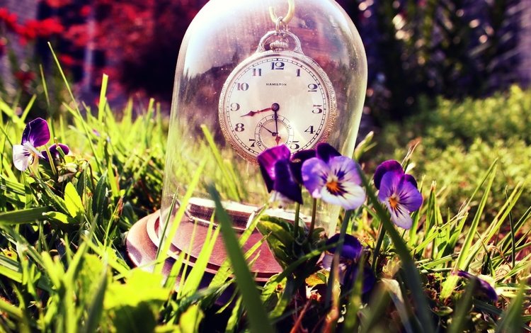 цветы, трава, лето, часы, стекло, анютины глазки, flowers, grass, summer, watch, glass, pansy