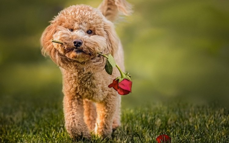 трава, цветок, роза, собака, животное, пес, пудель, grass, flower, rose, dog, animal, poodle