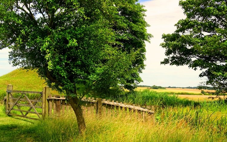 трава, деревья, зелень, поле, лето, забор, grass, trees, greens, field, summer, the fence