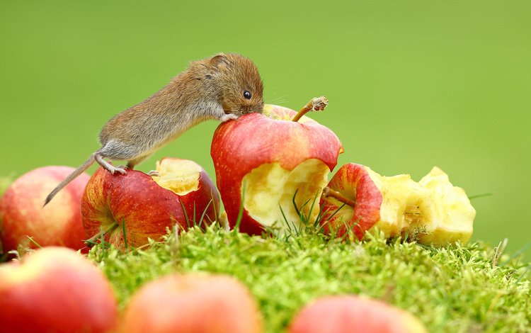 трава, фрукты, яблоки, мышь, животное, зверек, grass, fruit, apples, mouse, animal