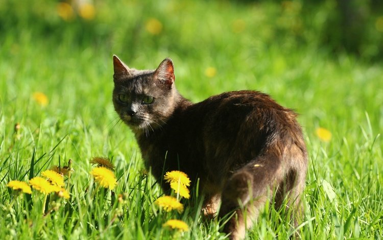 цветы, трава, кот, мордочка, усы, кошка, взгляд, одуванчики, flowers, grass, cat, muzzle, mustache, look, dandelions