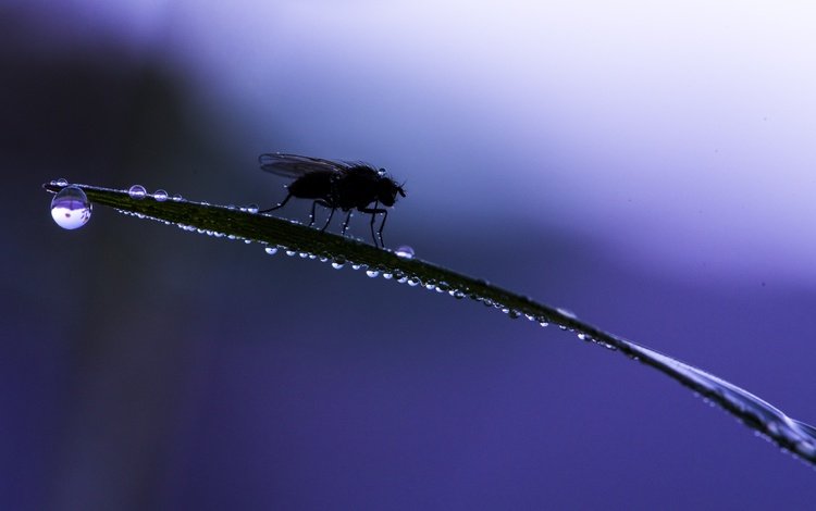 трава, макро, насекомое, фон, капли, муха, grass, macro, insect, background, drops, fly