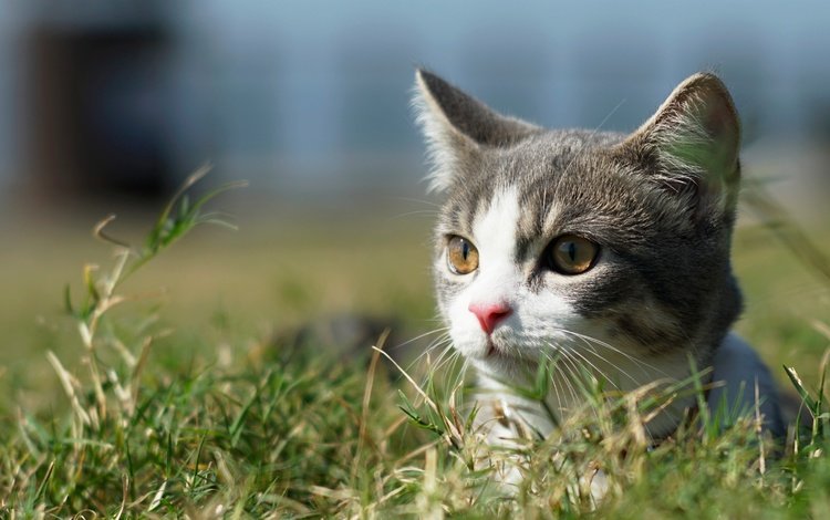 трава, кот, мордочка, усы, кошка, взгляд, котенок, grass, cat, muzzle, mustache, look, kitty