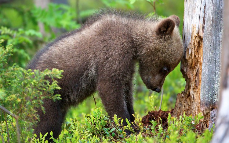 трава, природа, медведь, животное, ствол, детеныш, медвежонок, grass, nature, bear, animal, trunk, cub