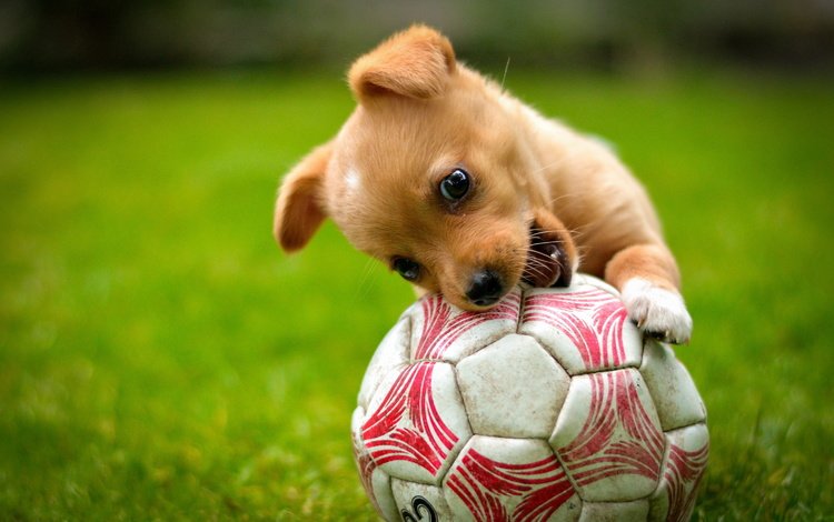 трава, собака, щенок, игра, животное, пес, мяч, grass, dog, puppy, the game, animal, the ball