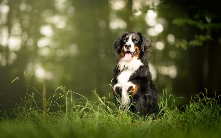 морда, трава, взгляд, собака, язык, бернский зенненхунд, face, grass, look, dog, language, bernese mountain dog