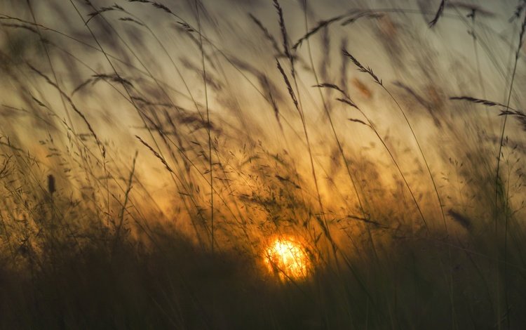 трава, солнце, рассвет, колоски, grass, the sun, dawn, spikelets