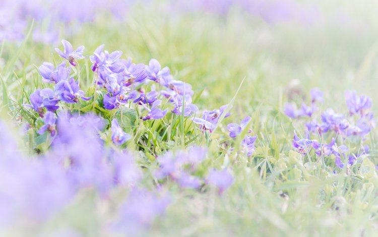 цветы, трава, размытость, весна, фиалки, фиалка, flowers, grass, blur, spring, violet