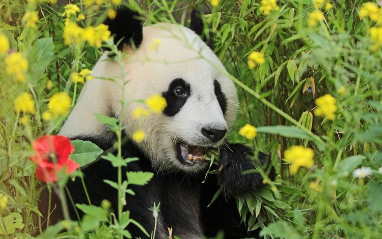 морда, цветы, трава, зелень, взгляд, панда, face, flowers, grass, greens, look, panda