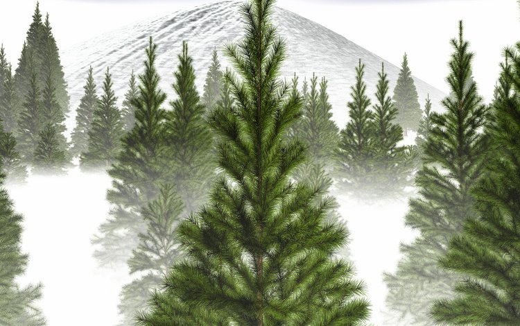 деревья, снег, зима, туман, ветви, гора, ель, trees, snow, winter, fog, branch, mountain, spruce