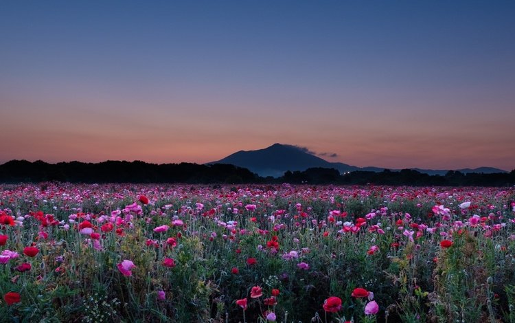 небо, цветы, вечер, гора, маки, маковое поле, hiroshi ohyama, the sky, flowers, the evening, mountain, maki, poppy field