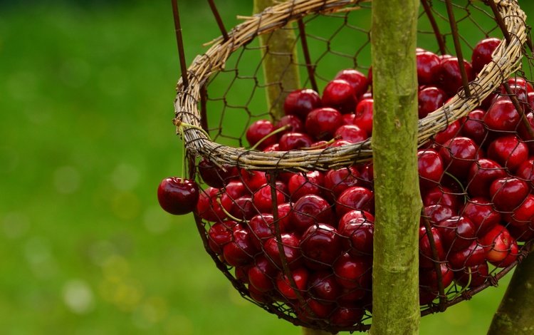 ветка, сетка, черешня, ягоды, вишня, зеленый фон, корзинка, боке, висит, hanging, branch, mesh, cherry, berries, green background, basket, bokeh