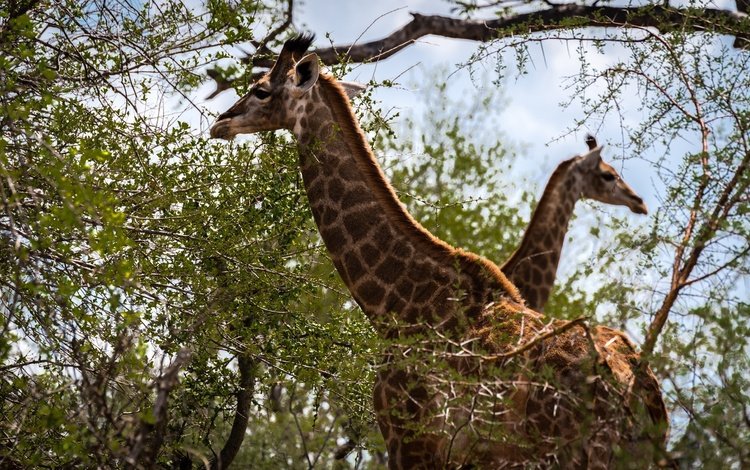 жирафы, животные, шея, ветви, листва, пятна, пара, двое, окрас, жираф, giraffes, animals, neck, branch, foliage, spot, pair, two, color, giraffe