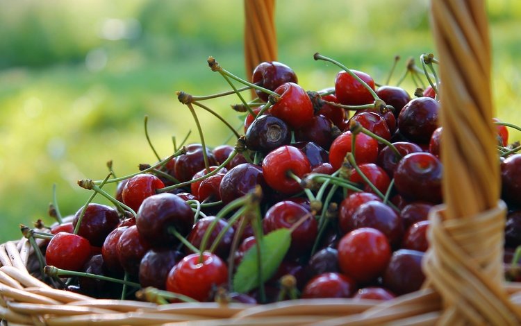 фон, черешня, ягоды, вишня, корзинка, лукошко, background, cherry, berries, basket