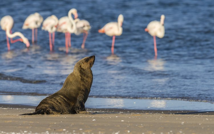 вода, берег, фламинго, птицы, животное, тюлень, морской котик, water, shore, flamingo, birds, animal, seal, navy seal