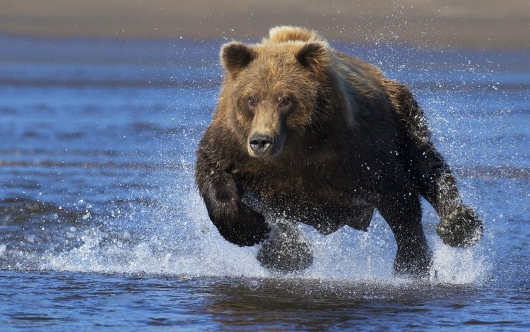морда, вода, взгляд, медведь, брызги, бег, face, water, look, bear, squirt, running