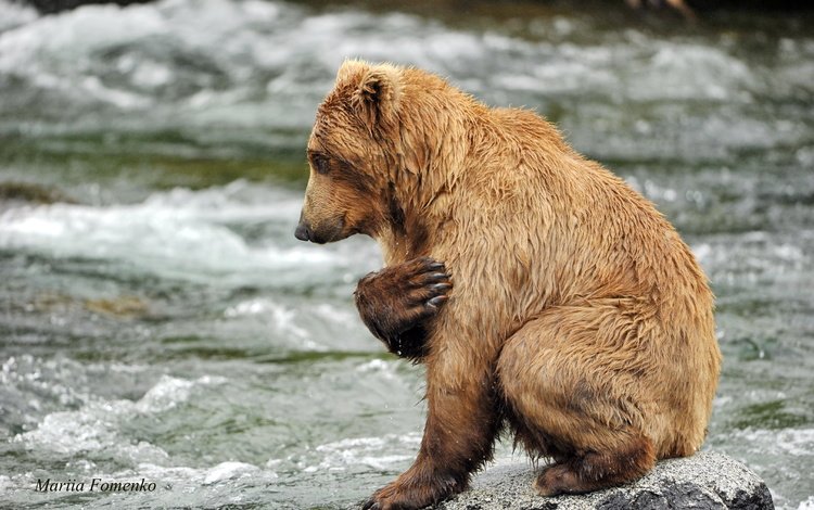 вода, река, камни, медведь, хищник, животное, water, river, stones, bear, predator, animal