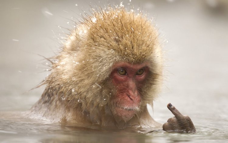 вода, снег, палец, животное, купание, обезьяна, макака, water, snow, finger, animal, bathing, monkey