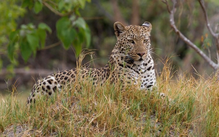 взгляд, хищник, ягуар, отдых, окрас, look, predator, jaguar, stay, color