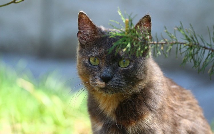 кот, мордочка, усы, кошка, взгляд, веточка ели, cat, muzzle, mustache, look, a sprig of spruce