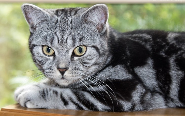 взгляд, котенок, британская короткошерстная кошка, look, kitty, british shorthair