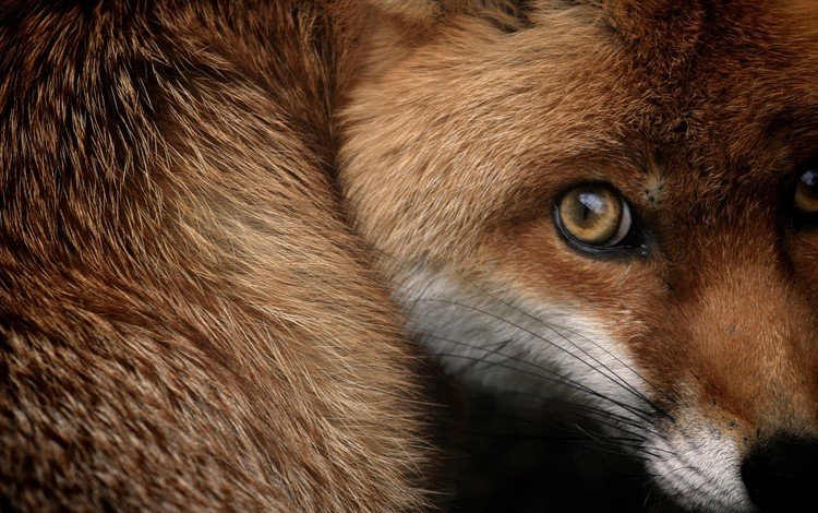 мордочка, взгляд, лиса, лисица, испуг, крупным планом, muzzle, look, fox, fright, closeup