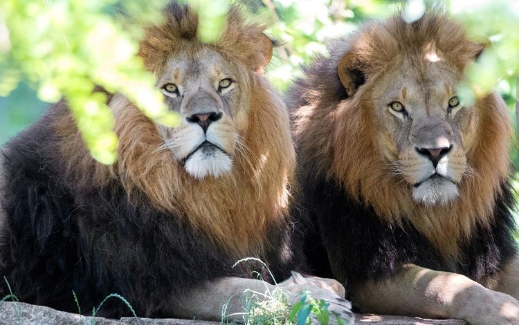 морда, взгляд, львы, хищники, братья, дикая кошка, face, look, lions, predators, brothers, wild cat