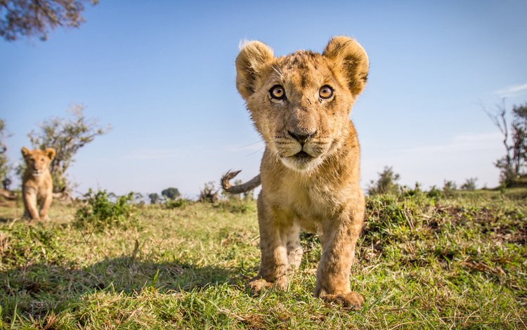 поле, взгляд, лев, малыш, дикая природа, львёнок, field, look, leo, baby, wildlife, lion