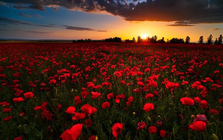 цветы, закат, поле, лето, красные, маки, flowers, sunset, field, summer, red, maki