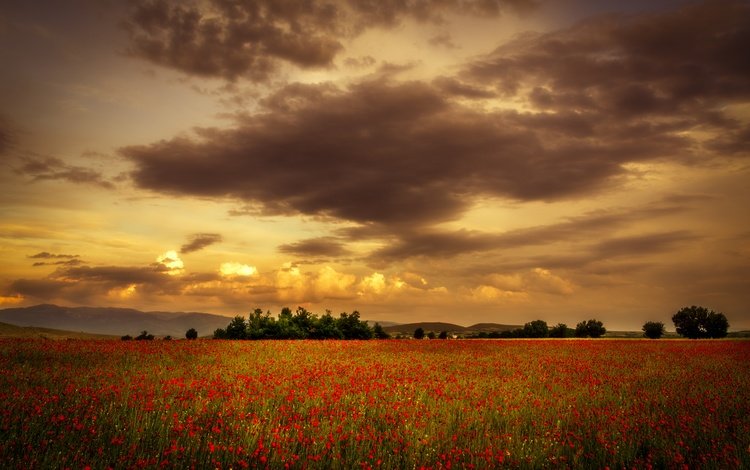 небо, цветы, облака, закат, поле, лето, красные, маки, the sky, flowers, clouds, sunset, field, summer, red, maki