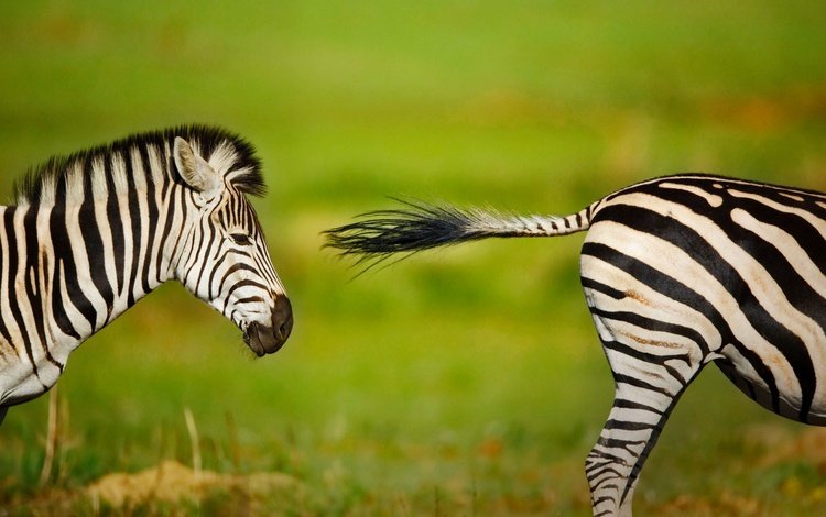 зебра, животные, размытость, африка, юар, zebra, animals, blur, africa, south africa