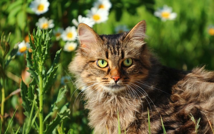 цветы, зелень, кот, мордочка, усы, кошка, взгляд, мордашка, flowers, greens, cat, muzzle, mustache, look, face
