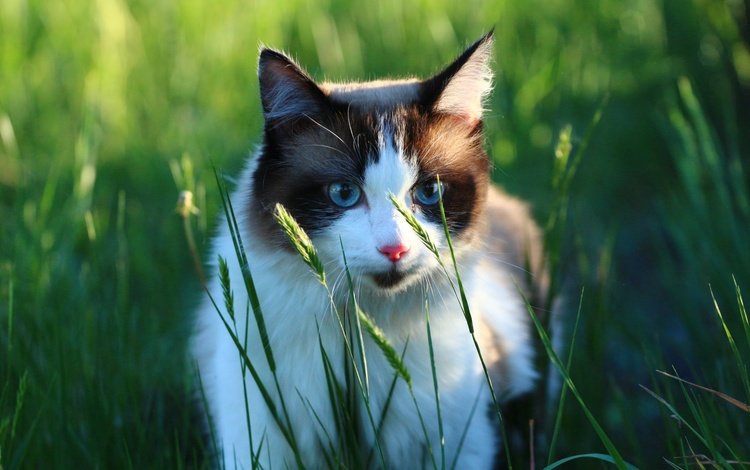 зелень, кот, мордочка, кошка, взгляд, травинки, greens, cat, muzzle, look, grass