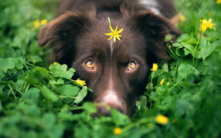 глаза, iza łysoń, зелень, мордочка, взгляд, собака, камуфляж, цветочек, австралийская овчарка, eyes, greens, muzzle, look, dog, camouflage, flower, australian shepherd
