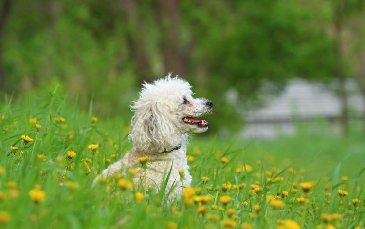 цветы, зелень, взгляд, собака, профиль, одуванчики, пудель, flowers, greens, look, dog, profile, dandelions, poodle