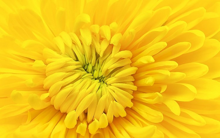 желтый, макро, цветок, лепестки, хризантема, yellow, macro, flower, petals, chrysanthemum