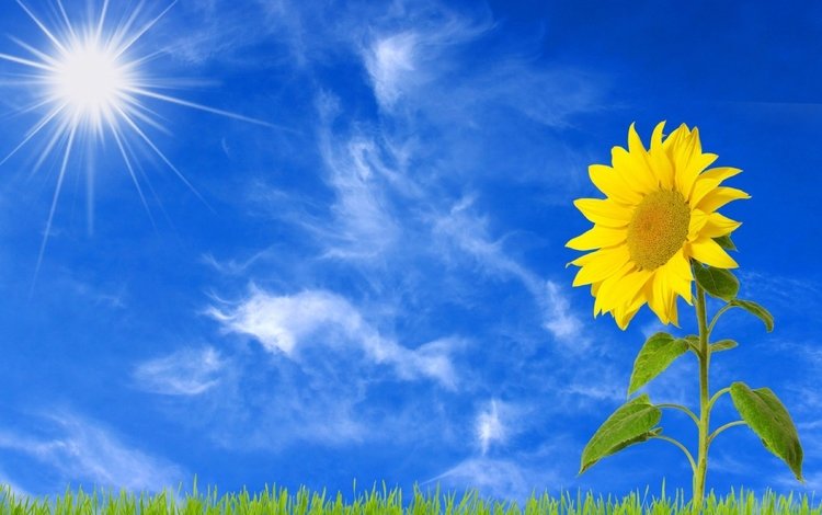 небо, трава, облака, солнце, желтый, цветок, подсолнух, the sky, grass, clouds, the sun, yellow, flower, sunflower