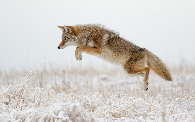 зима, прыжок, хищник, лисица, охота, хвост, койот, winter, jump, predator, fox, hunting, tail, coyote
