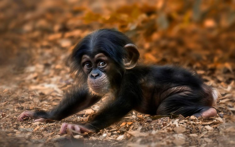 мордочка, взгляд, животное, обезьяна, детеныш, шимпанзе, muzzle, look, animal, monkey, cub, chimpanzees