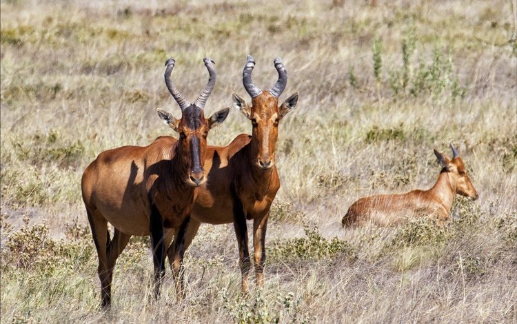 животные, антилопы, animals, antelope