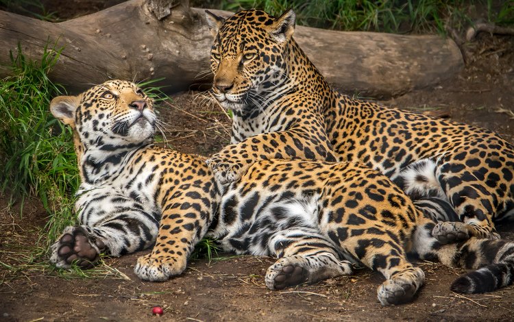 животные, хищник, ягуар, ягуары, animals, predator, jaguar, jaguars